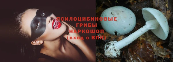 шишки Няндома